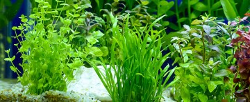 Bunte Aquarienpflanzen in verschiedenen Grüntönen wachsen gesund in einem gepflegten Aquarium mit Kiesboden.