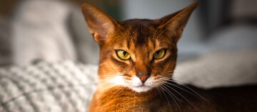 Close-up van een Abessijnse kat met geelgroene ogen en roodbruine vacht