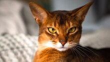 Nahaufnahme einer Abyssinierkatze mit gelb-grünen Augen und rötlich-braunem Fell