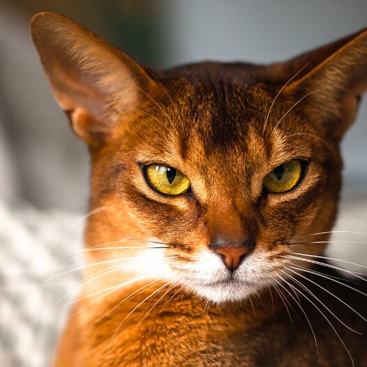 The Lively Abyssinian Cat: Nature, Keeping & Care | MAXI ZOO