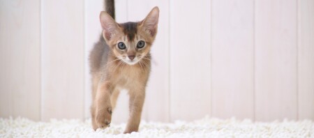 Eine Aufnahme eines Abessiner-Kitten.