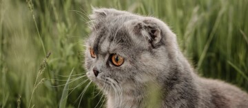 Zbliżenie szarego kota Scottish Fold z bursztynowymi oczami na tle zielonej trawy
