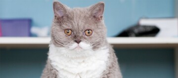 Schattige grijs-witte kat met krullende vacht en amberkleurige ogen tegen een blauwe achtergrond