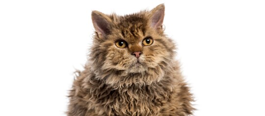 Nahaufnahme einer Selkirk Rex Katze mit lockigem, flauschigem braunem Fell und gelben Augen vor weißem Hintergrund