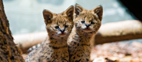 Zwei junge Serval-Kätzchen mit geflecktem Fell sitzen zusammen auf dem Waldboden voller trockener Blätter.