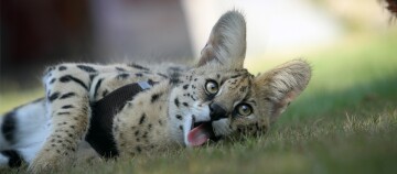 Nahaufnahme eines jungen Servals, der entspannt auf dem Gras liegt und die Zunge herausstreckt