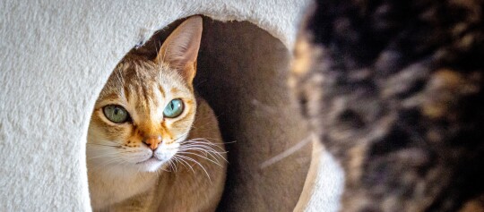 Nahaufnahme einer Katze mit grünen Augen, die aus einem runden Loch eines beigen Katzenbaums schaut, mit einer unscharfen Katze im Vordergrund