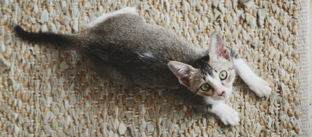 Welt kleinste katzen der • Die