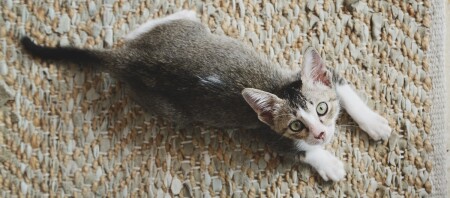 Ein Singapura-Kitten liegt auf einem Teppich.