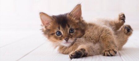 Ein Somali-Kitten liegt auf dem Boden.
