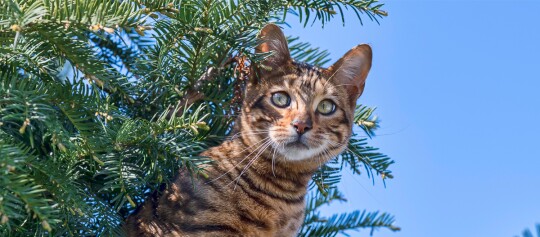 Nahaufnahme einer Bengal-Katze mit geflecktem Fell, die durch die Zweige eines grünen Nadelbaums schaut, vor klarem blauem Himmel.