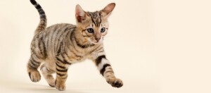 Schattige gestreepte kitten met opvallende strepen, nieuwsgierig en speels lopend op een lichte achtergrond.