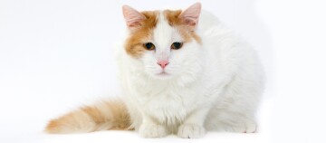 Donzige witte kat met oranje vlekken op kop en staart zit rustig op witte achtergrond