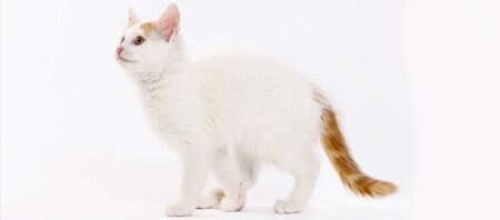 Ein Türkisch Van Kitten.