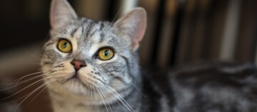 Close-up van een grijze tabby kat met gele ogen en gedetailleerd vachtpatroon