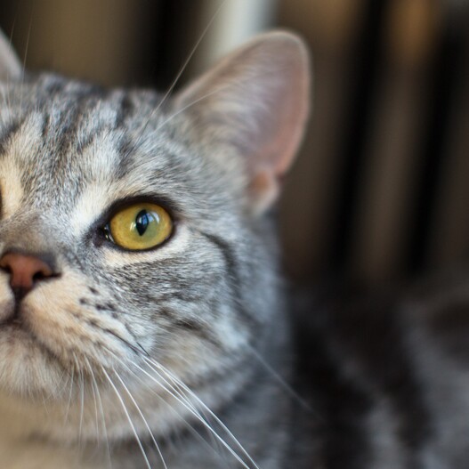 Amerikanische Kurzhaarkatze weiß