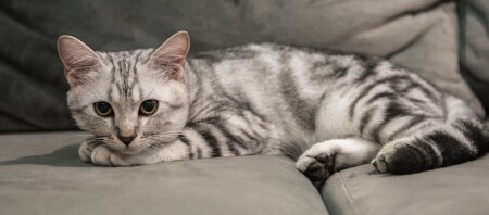 Ein American Shorthair Kitten liegt auf dem Sofa.