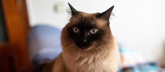 Nahaufnahme einer Siamkatze mit blauen Augen und dunkler Gesichtsmaske, sitzend vor unscharfem Hintergrund