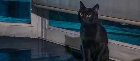 Eine Bombay Katze.