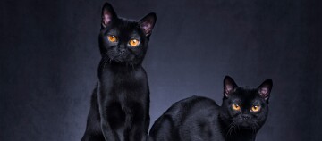 Deux chats noirs élégants aux yeux orange vif sur un fond sombre