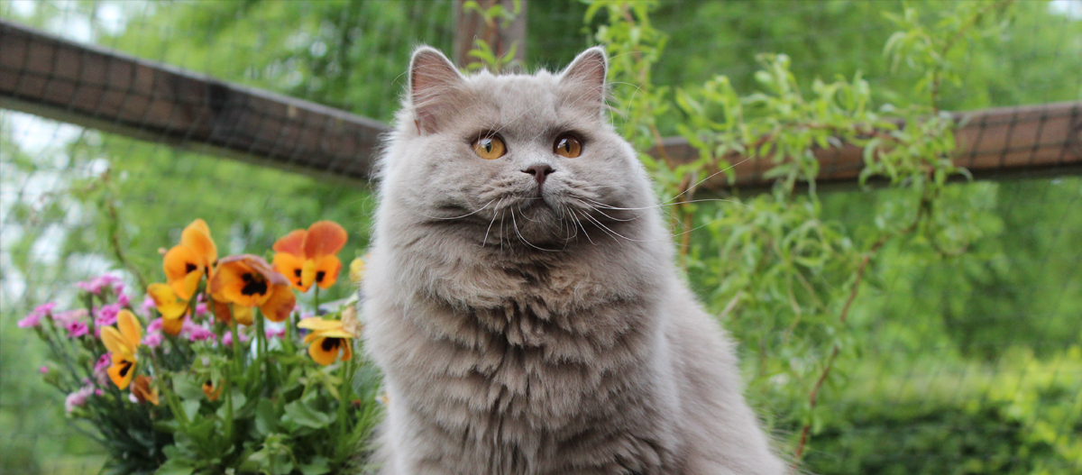 British sales longhair grey