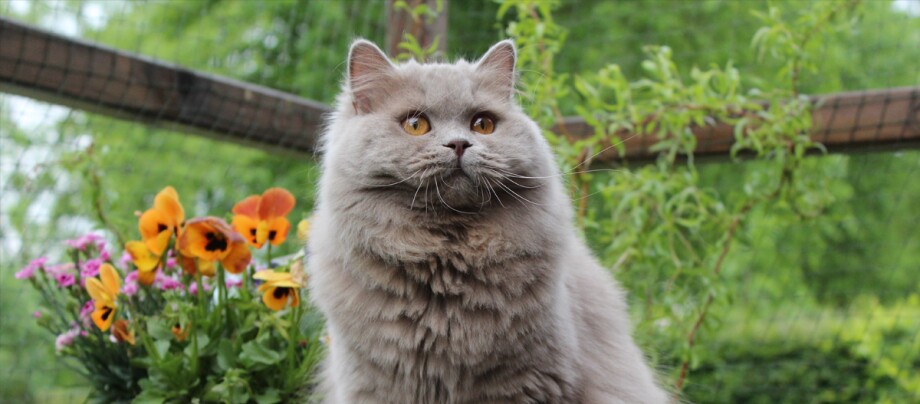 Een Brits Langhaar kat zittend op een omheind terras