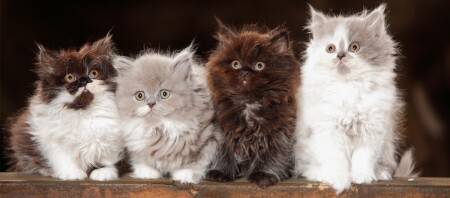 Vier Britisch Langhaar Kitten.