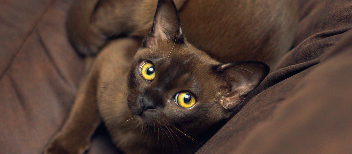 burmese kitten food