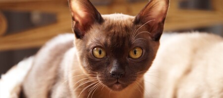 Ein Burma Kitten.