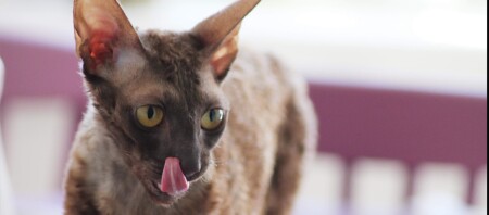 Eine Aufnahme einer Cornish Rex.