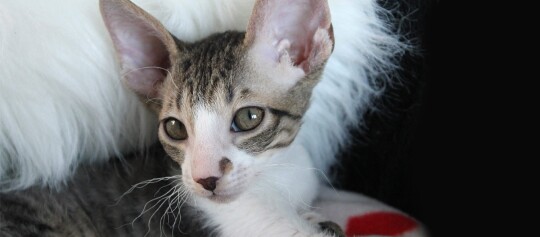 Nahaufnahme einer jungen grau-weißen Tabby-Katze mit großen Ohren und ausdrucksvollen Augen vor einem weißen, flauschigen Hintergrund