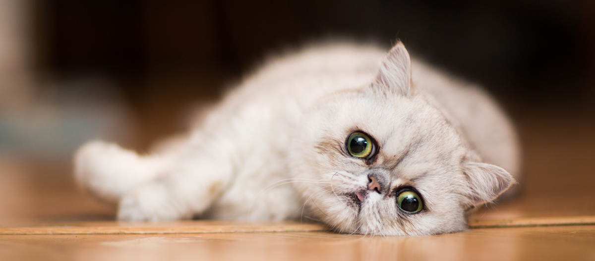 Exotic Shorthair Caract re comportement et soins FRESSNAPF