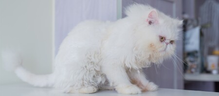 Eine Aufnahme einer American Shorthair.