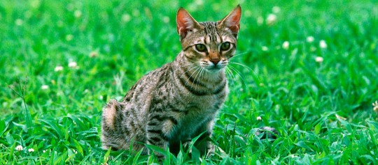 Nahaufnahme einer getigerten Katze, die auf grünem Gras mit kleinen weißen Blumen sitzt