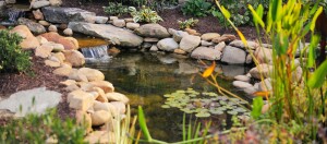 Schöner Garten mit einem klaren Teich, umgeben von glatten Steinen, mit einem kleinen Wasserfall und Seerosen, umgeben von grünen Pflanzen.