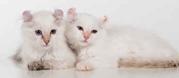 Deux chatons blancs et duveteux couchés côte à côte sur un fond blanc, avec des marques plus foncées sur les oreilles et les pattes.