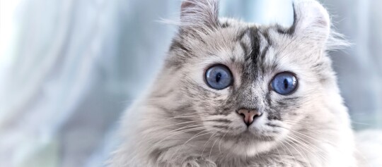 Nahaufnahme einer flauschigen Katze mit strahlend blauen Augen und grauem gestreiftem Fell