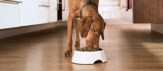 Hund frisst aus dem Napf