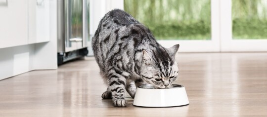 Katze frisst aus dem Napf