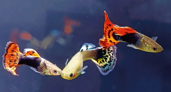 Poissons guppy colorés avec des motifs orange-noir et jaune vif nageant sur un fond sombre.