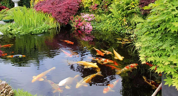 Étang de jardin avec poissons koi colorés et végétation luxuriante