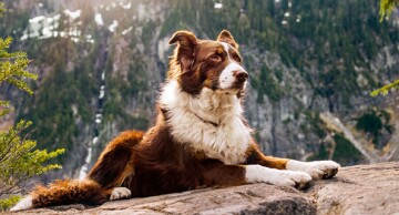 Border Collie hond liggend op een rots met een bergachtig boslandschap en sneeuw op de achtergrond
