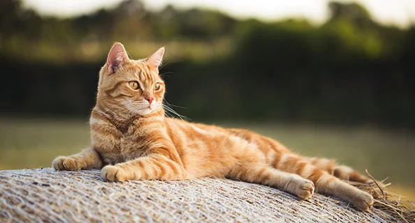 Chat tigré orange détendu allongé à l'extérieur sur une surface texturée sous une lumière chaude