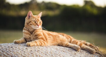 Ontspannen oranje tabby kat liggend buiten op een gestructureerd oppervlak in warm daglicht