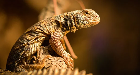 Gros plan d'un lézard avec une peau écailleuse marron et motifs, assis sur une branche dans un environnement naturel