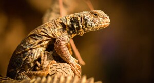 Zbliżenie jaszczurki z brązową, wzorzystą łuską siedzącej na gałęzi w naturalnym środowisku