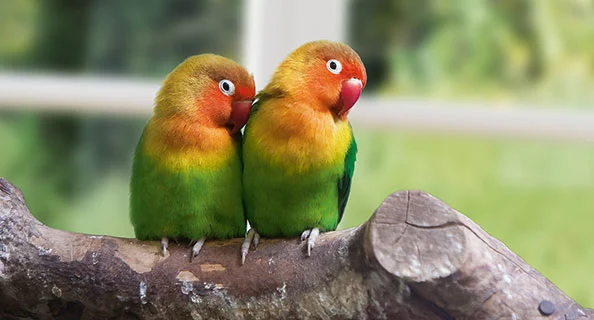 Deux inséparables colorés perchés côte à côte sur une branche dans un environnement naturel
