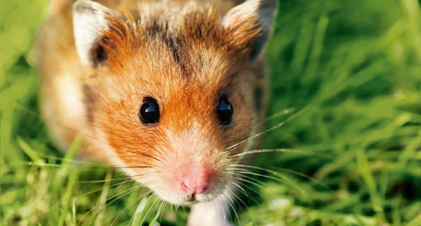 Gros plan d'un hamster au pelage brun et blanc sur de l'herbe verte