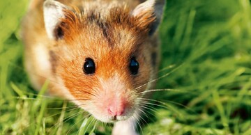 Close-up van een bruine en witte hamster op groen gras