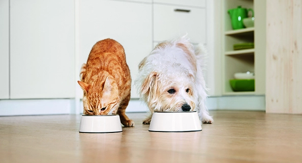 Chat roux et petit chien blanc mangeant côte à côte dans des bols dans une cuisine moderne